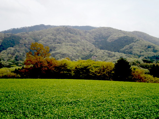 『門毛の風景1』の画像