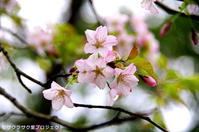 西の吉野、東の桜川