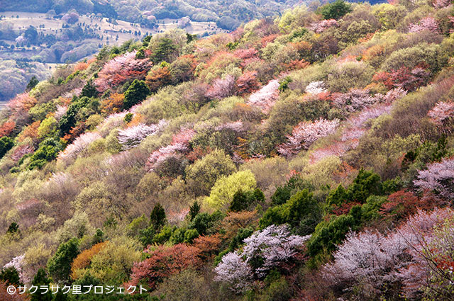 西の吉野、東の桜川