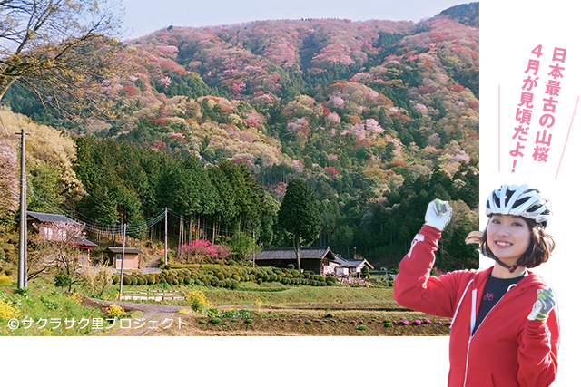 西の吉野、東の桜川