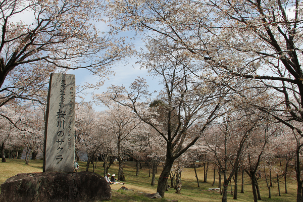 『桜川のサクラ』の画像