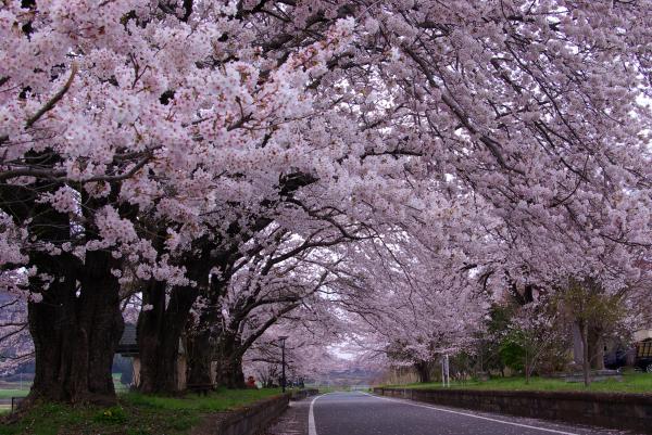 雨引休憩所の桜