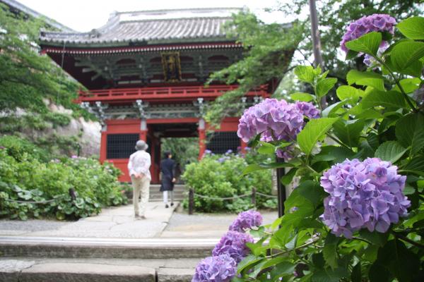 あじさい祭り