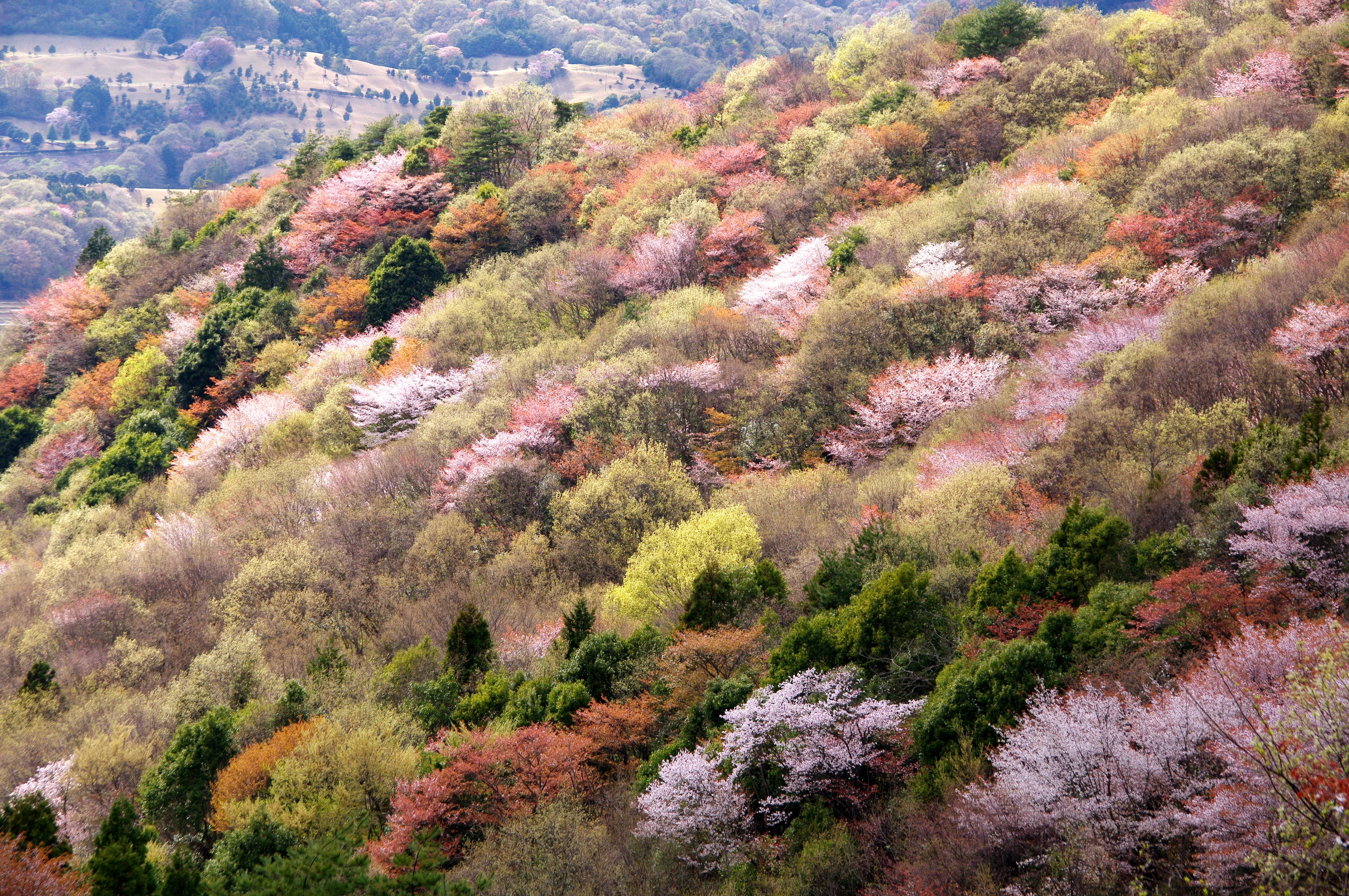 【表紙画像】桜川市ヤマザクラ保全活用計画（七曲-中景）