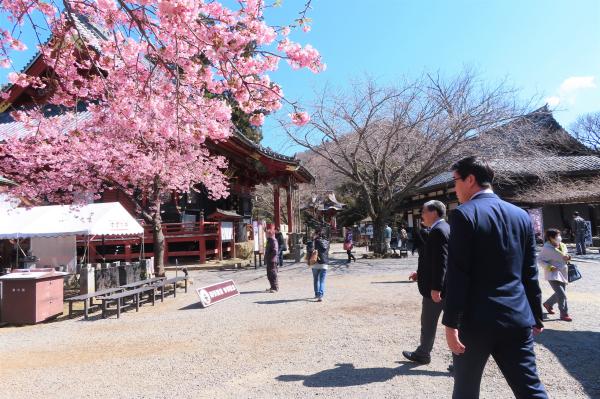 雨引観音にて河津桜を鑑賞