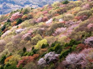 山桜を守り育て広める取組