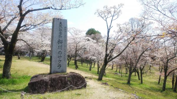 『桜川の桜まつり』の画像