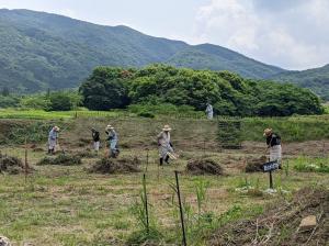 中城東土塁　除草作業