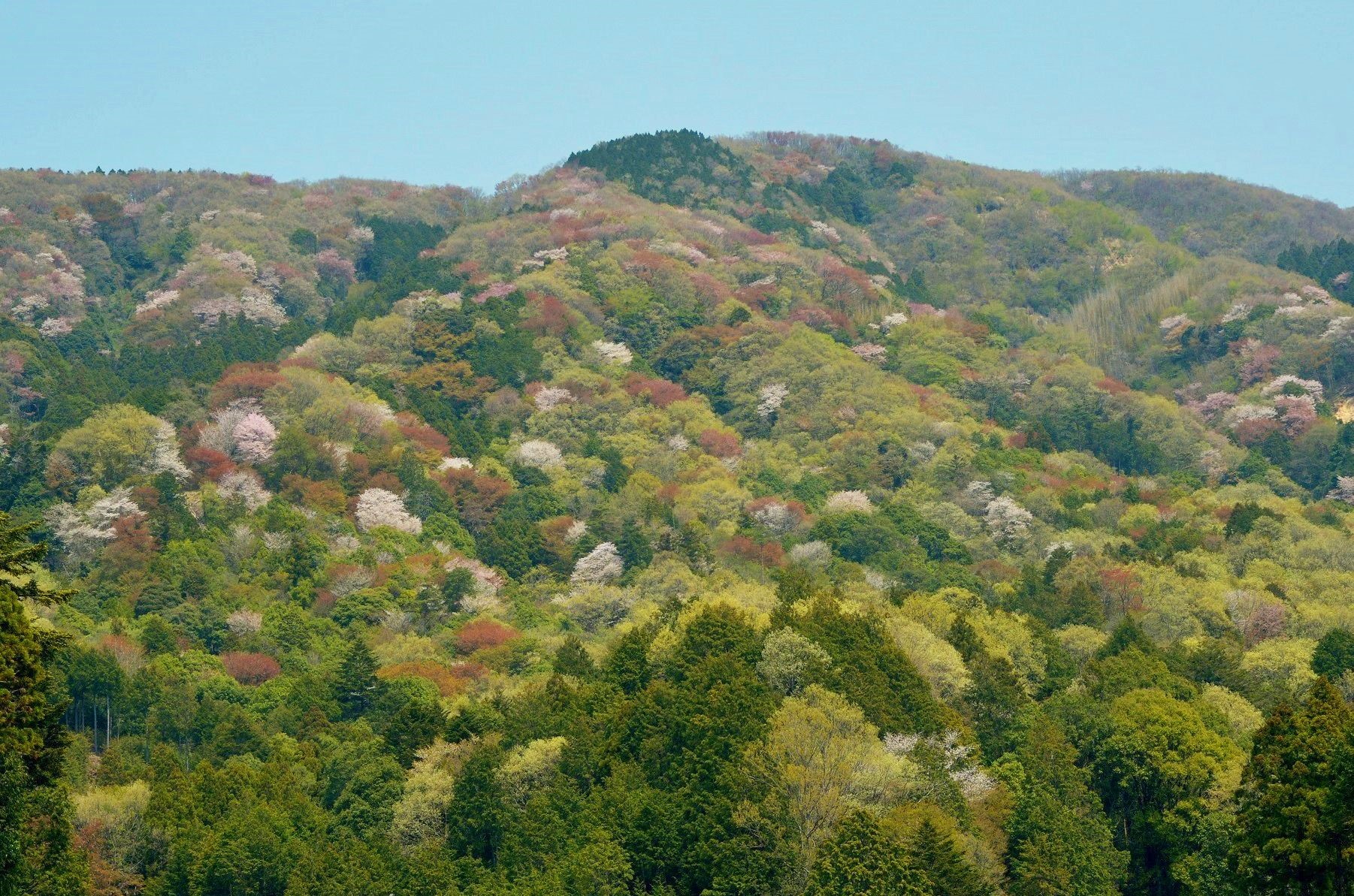 高峯ヤマザクラ