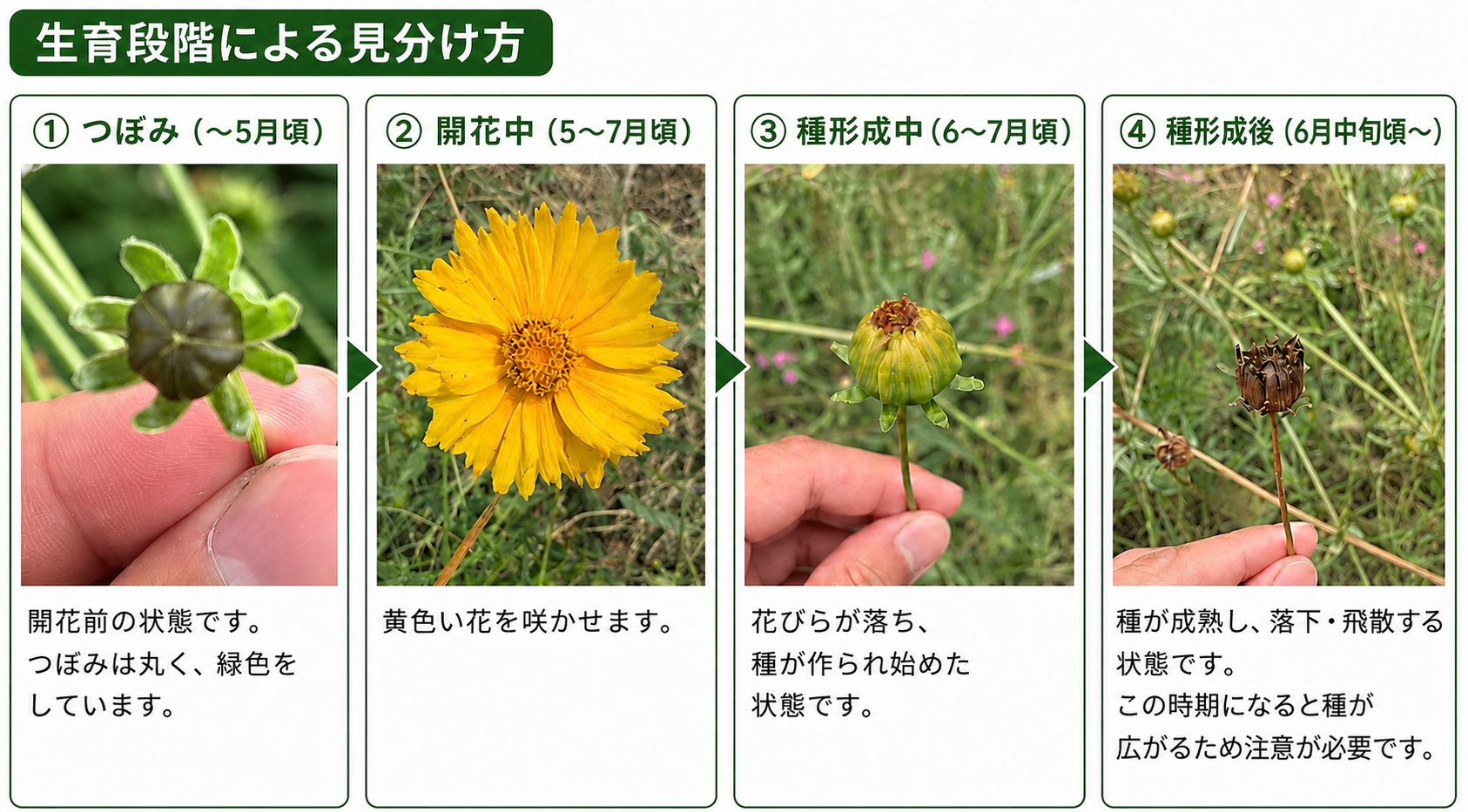 見分け方(1)