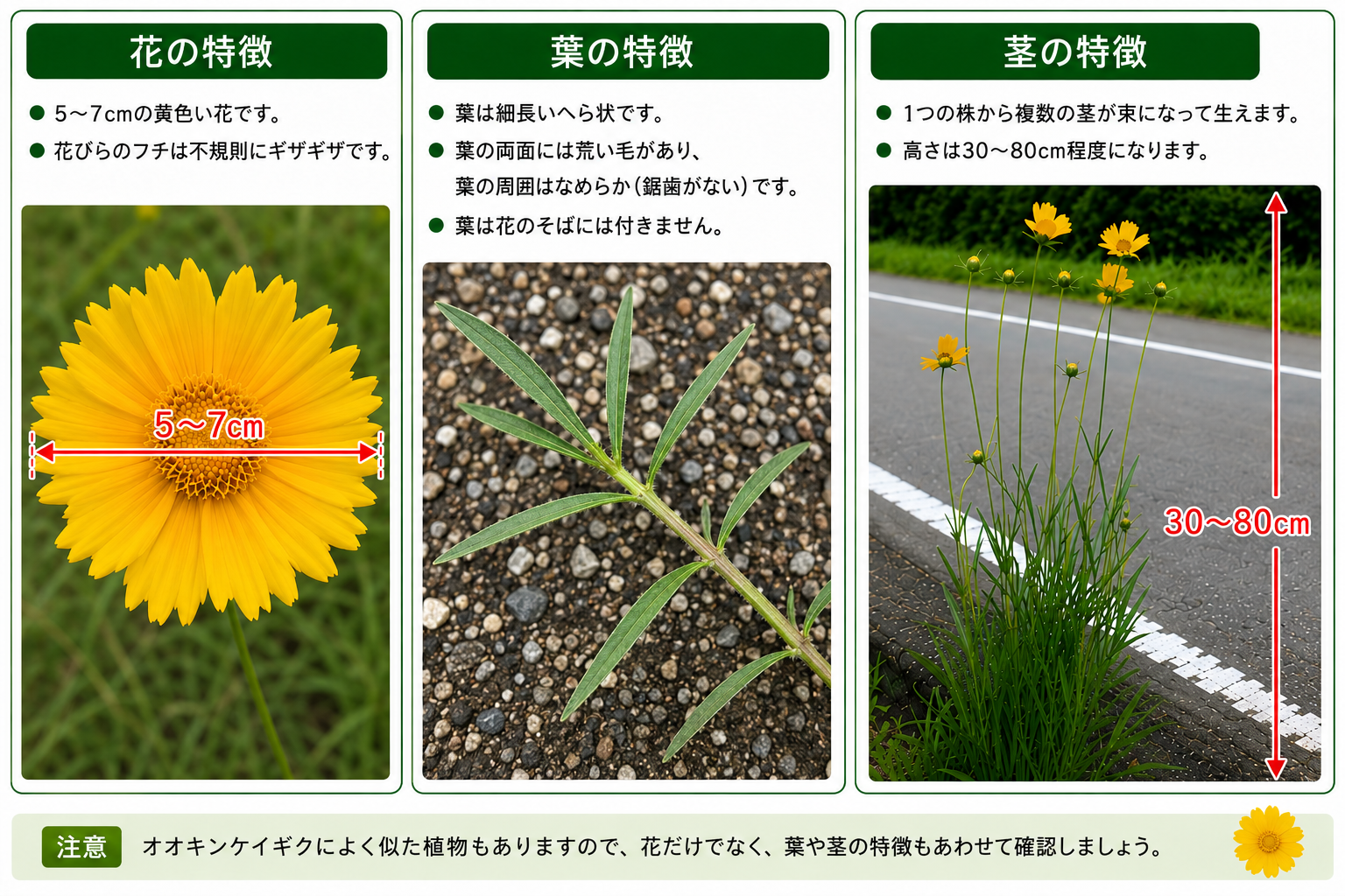見分け方(2)