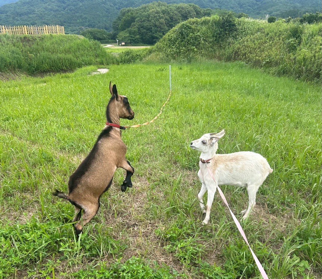 サンプル画像2