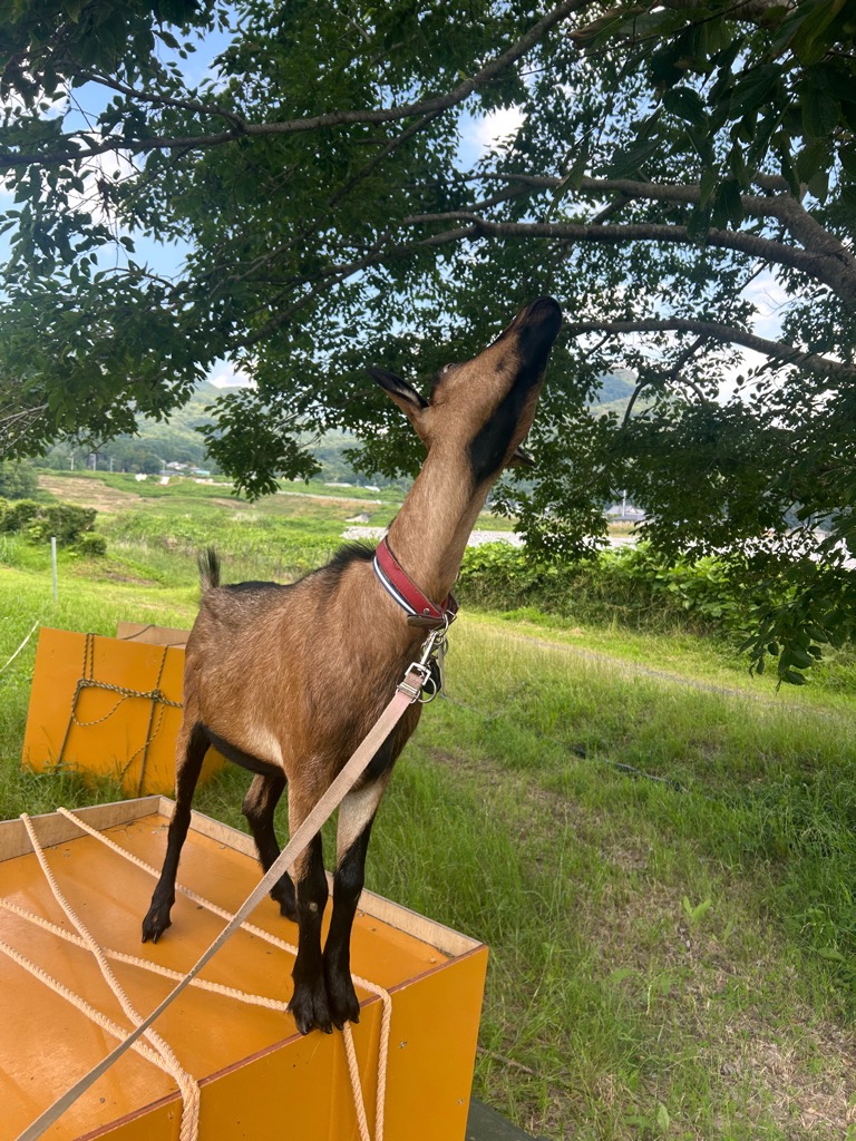 サンプル画像1