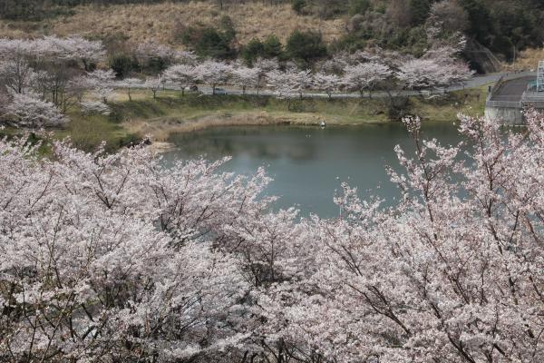 つくし湖