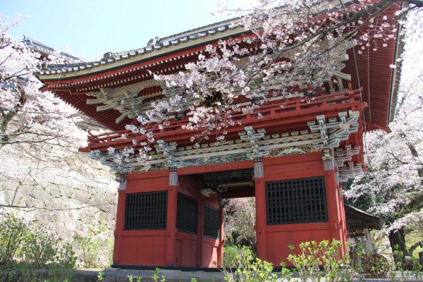 雨引の桜