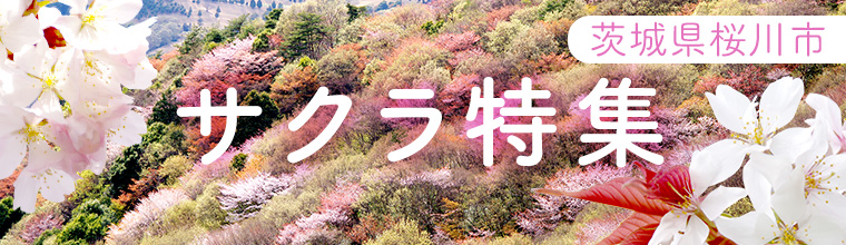 キャンペーン
