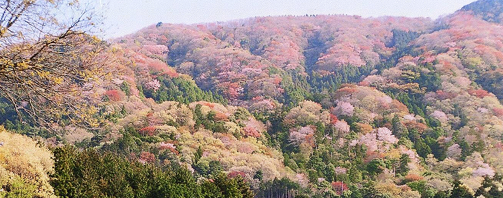 桜川のヤマザクラ